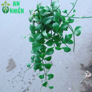 Đô La Dây Treo Đẹp