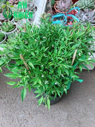 Bụi ớt hiểm