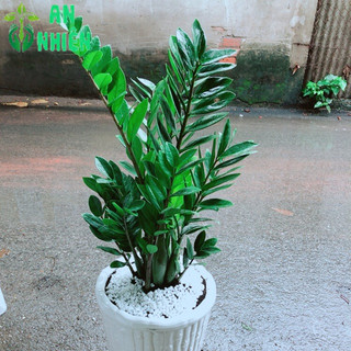 Chậu Kim Tiền (Phát tài) cao 80cm