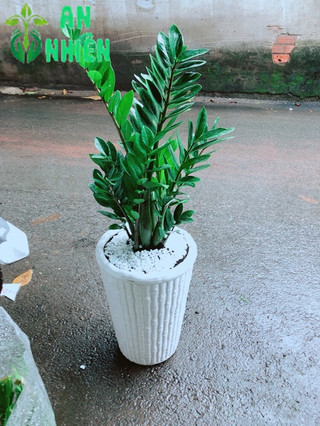 Chậu Kim Tiền (Phát tài) cao 80cm