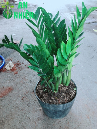 Kim Tiền Lớn 50-60cm