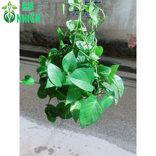 Trầu Bà Thái Xanh