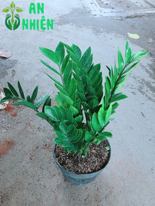 Kim Tiền Lớn 50-60cm