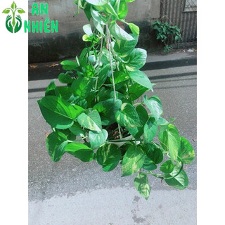Trầu Bà Thái Xanh
