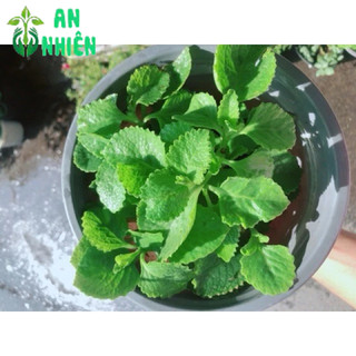 Chậu Rau Tần Lá Dày