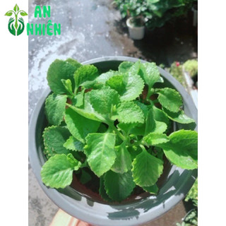 Chậu Rau Tần Lá Dày