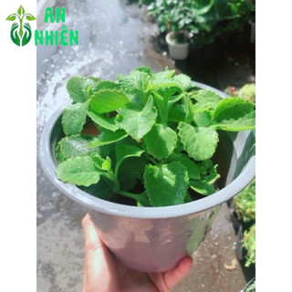 Chậu Rau Tần Lá Dày