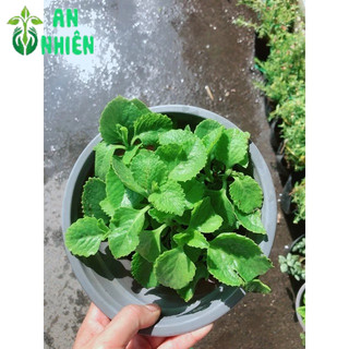 Chậu Rau Tần Lá Dày