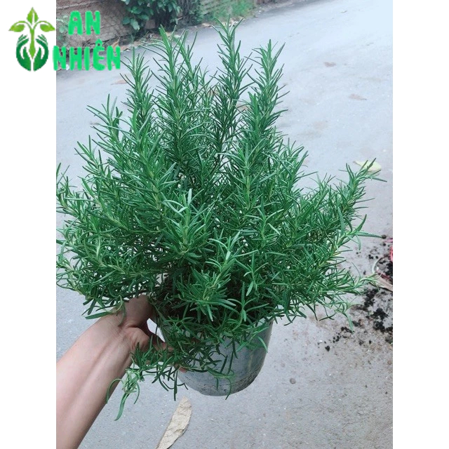 Hương Thảo Size Lớn