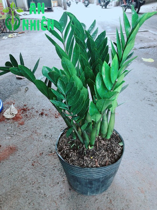 Kim Tiền Lớn 50-60cm