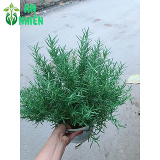 Hương Thảo Size Lớn