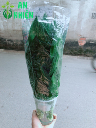 Phát Tài Búp Sen