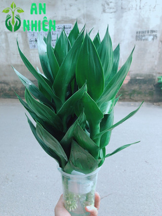 Phát Tài Búp Sen