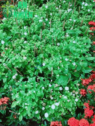 Hoa Nhài Thơm (có sẵn hoa)
