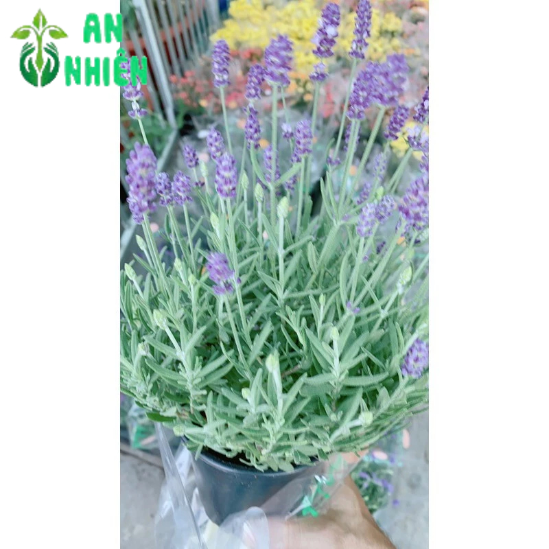 Cây Oải Hương