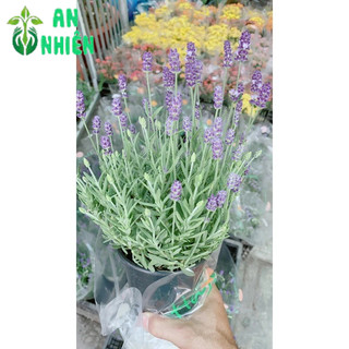 Cây Oải Hương