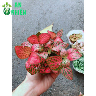Cẩm Nhung Hồng Đậm (lá may mắn)