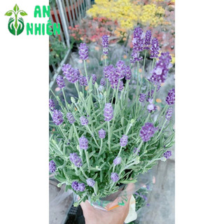 Cây Oải Hương