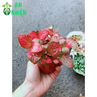 Cẩm Nhung Hồng Đậm (lá may mắn)