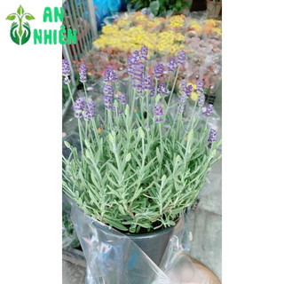 Cây Oải Hương