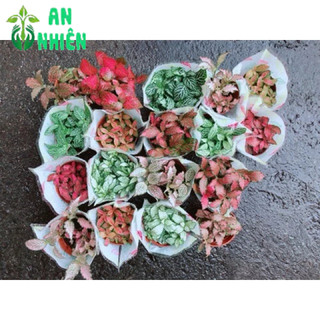 Cẩm Nhung Hồng Đậm (lá may mắn)