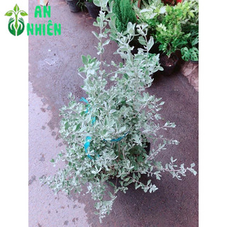 Tuyết Sơn Phi Hồng Bụi Lớn