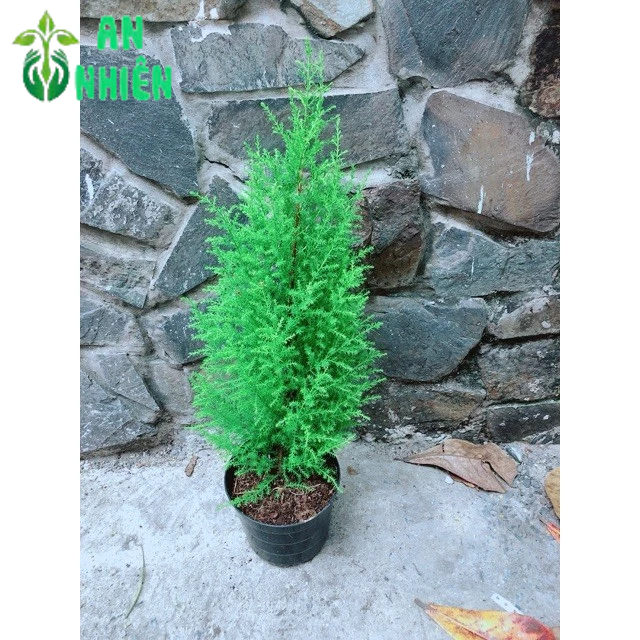 Tùng Thơm Cao 50cm ngang 20cm