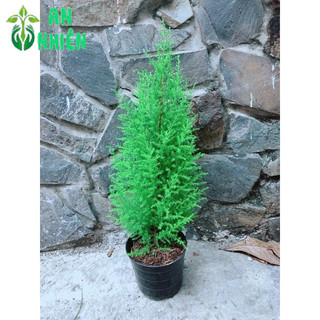 Tùng Thơm Cao 50cm ngang 20cm