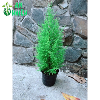Tùng Thơm Cao 50cm ngang 20cm