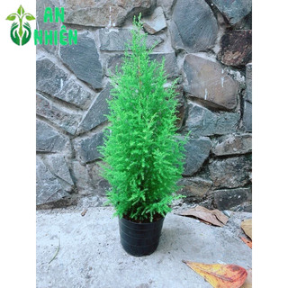 Tùng Thơm Cao 50cm ngang 20cm