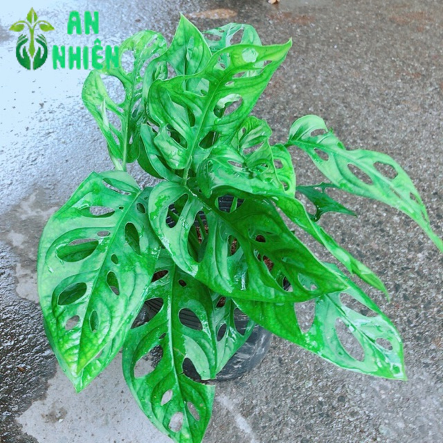 Trầu Bà Lỗ