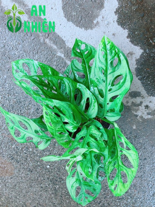 Trầu Bà Lỗ