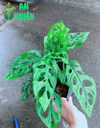 Trầu Bà Lỗ