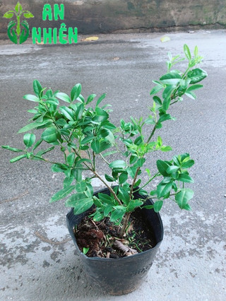 Cây Chanh Kép