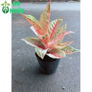 Cây Phú Quý Giống Đặc Biệt