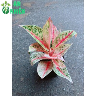 Cây Phú Quý Giống Đặc Biệt