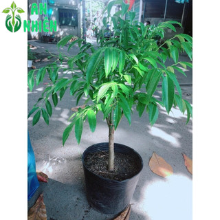 Cây Cóc Cho Sai Trái
