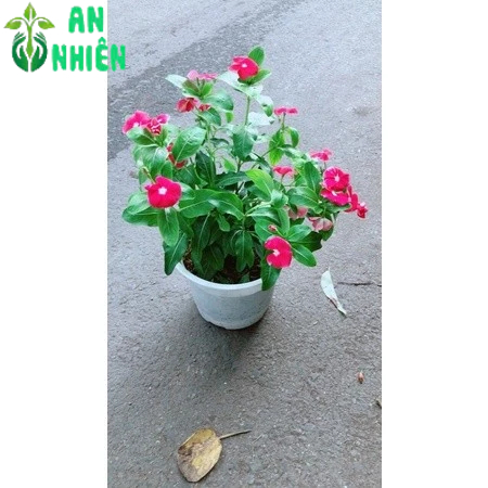 Chậu Hoa Dừa Cạn (đỏ,trắng,hồng đậm,hồng nhạt)