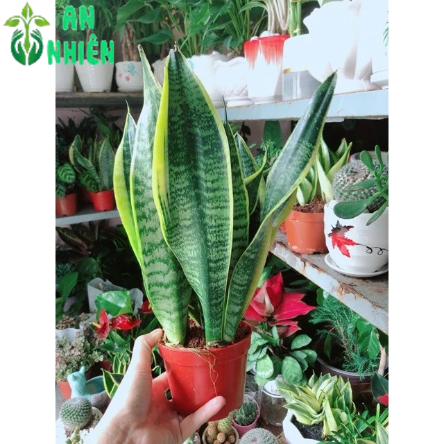 Lưỡi Hổ Vằng