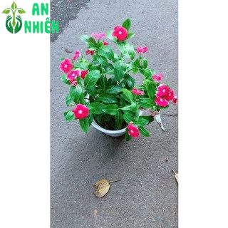 Chậu Hoa Dừa Cạn (đỏ,trắng,hồng đậm,hồng nhạt)