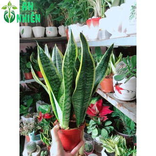 Lưỡi Hổ Vằng