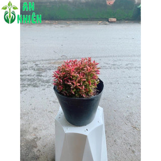 Cây Kỷ Đỏ (Dền Đỏ)