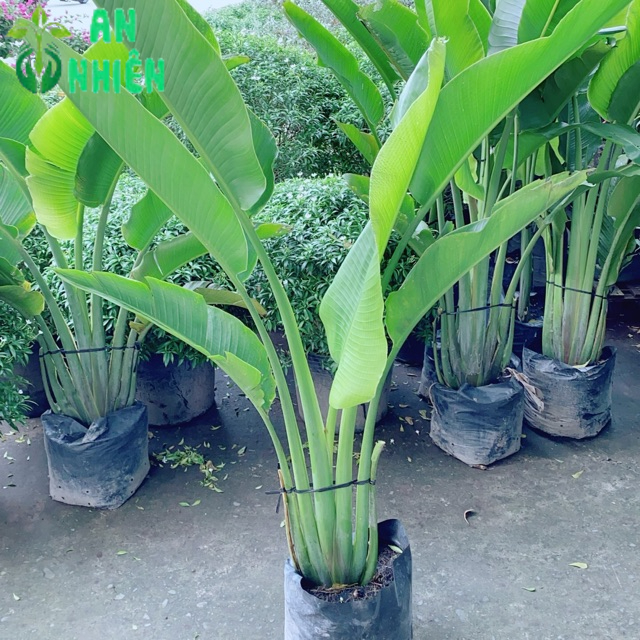 Cây Chuối Rẻ Quạt (chỉ giao hoả tốc)