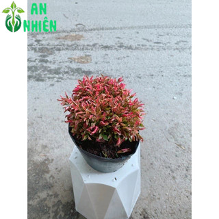 Cây Kỷ Đỏ (Dền Đỏ)
