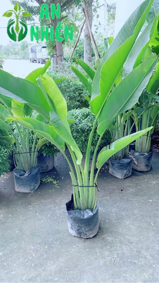 Cây Chuối Rẻ Quạt (chỉ giao hoả tốc)