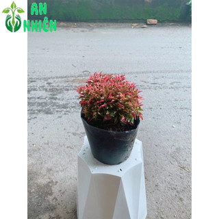 Cây Kỷ Đỏ (Dền Đỏ)