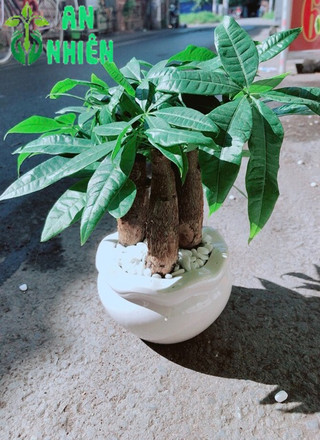 Chậu Kim Ngân 3 Thân