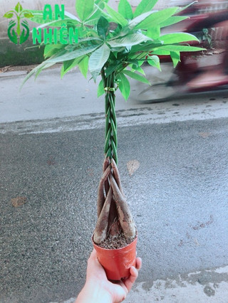 Kim Ngân Thắt Bính 5 Thân