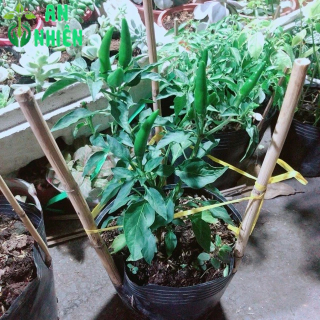 Bụi Ớt Chỉ Thiên