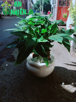 Chậu Kim Ngân 3 Thân